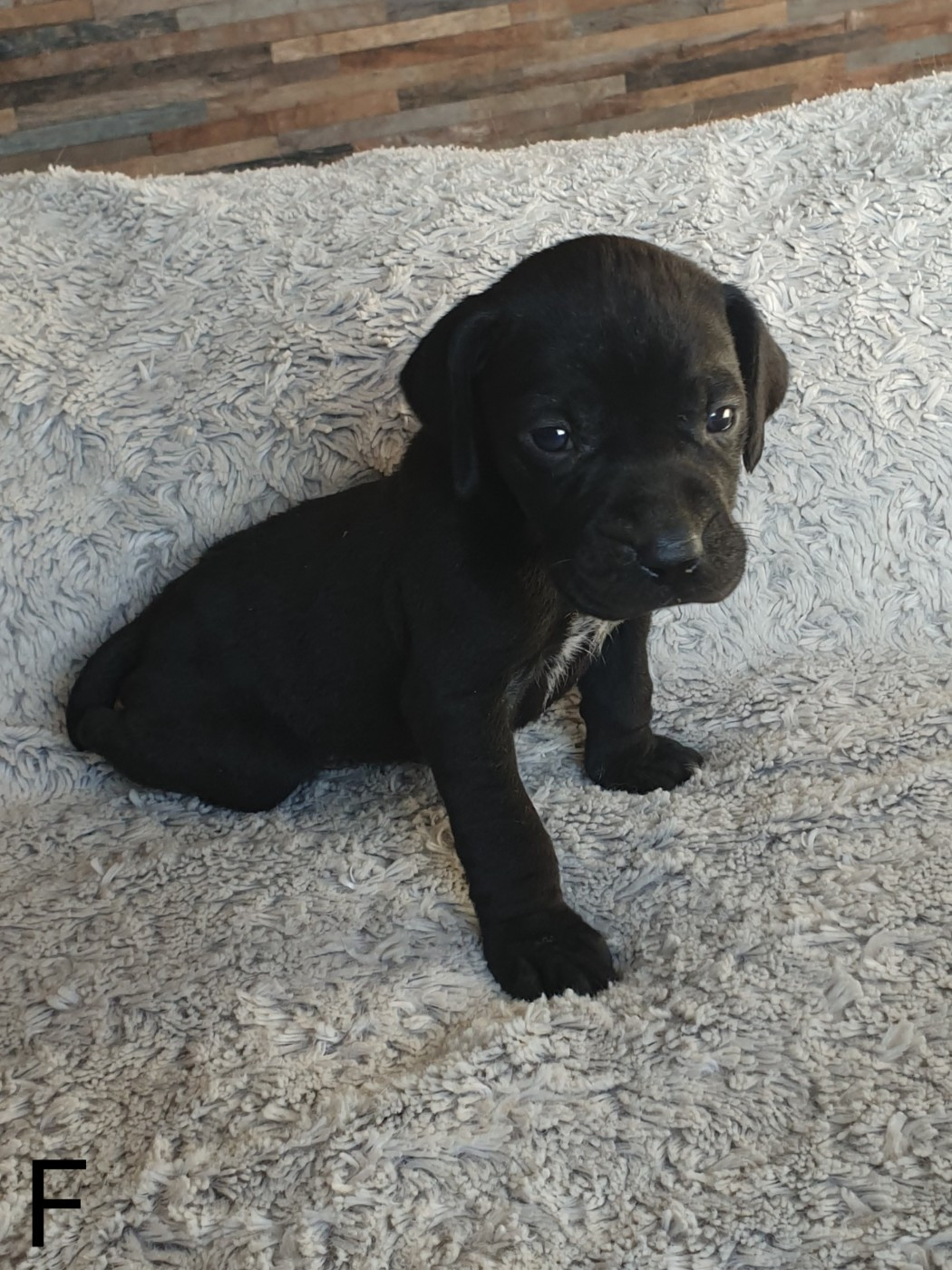 de l'etang du vert - Chiots disponibles - Braque allemand à poil court