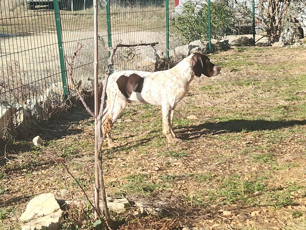 de l'etang du vert - Chiots disponibles - Braque français, type Pyrenees (petite taille)