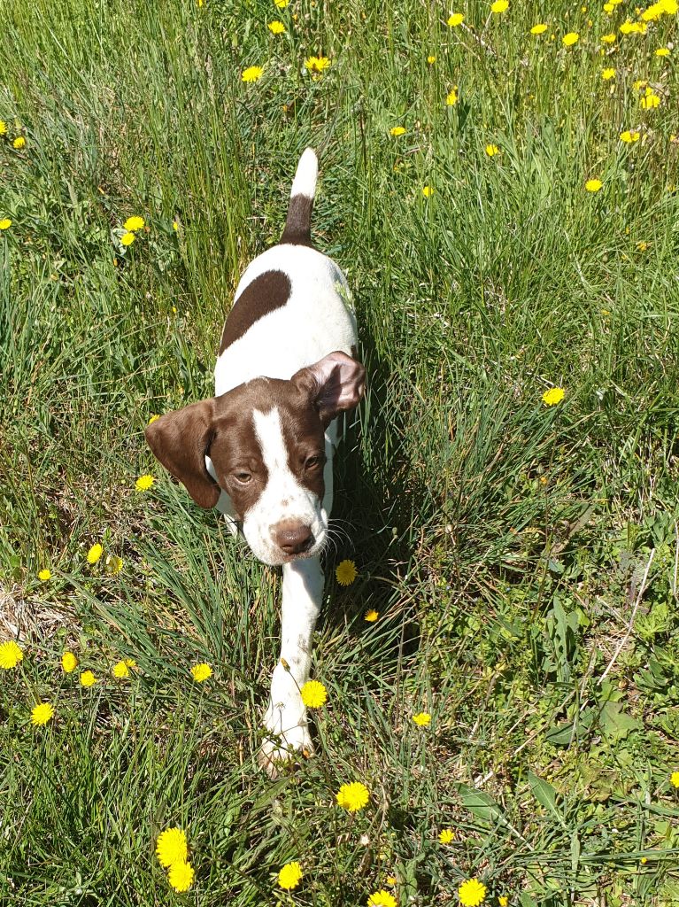 de l'etang du vert - Chiots disponibles - Braque français, type Pyrenees (petite taille)