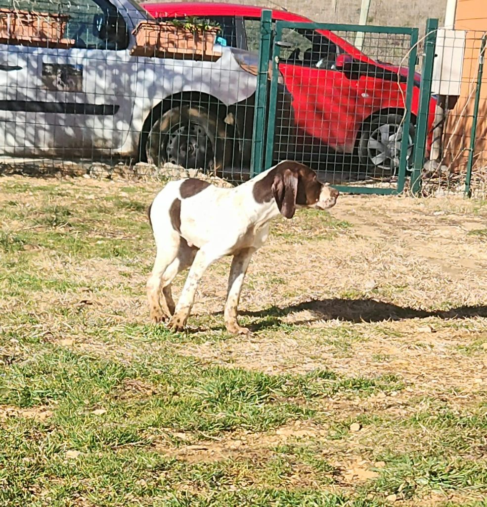 de l'etang du vert - Chiots disponibles - Braque français, type Pyrenees (petite taille)