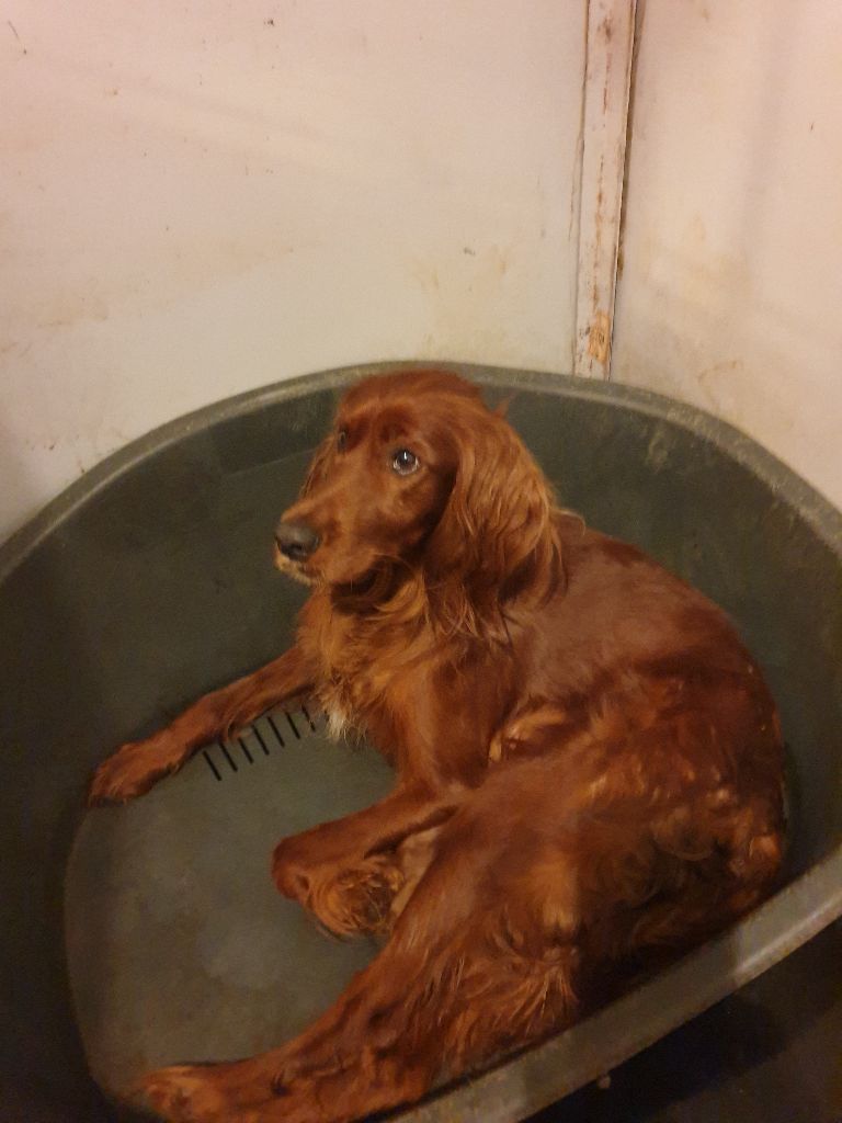 Chiot Setter irlandais rouge de l'etang du vert