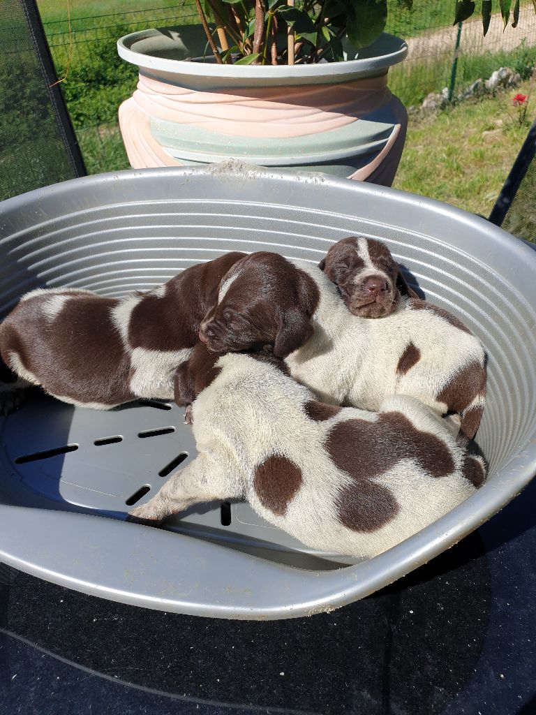 de l'etang du vert - Chiots disponibles - Braque allemand à poil court