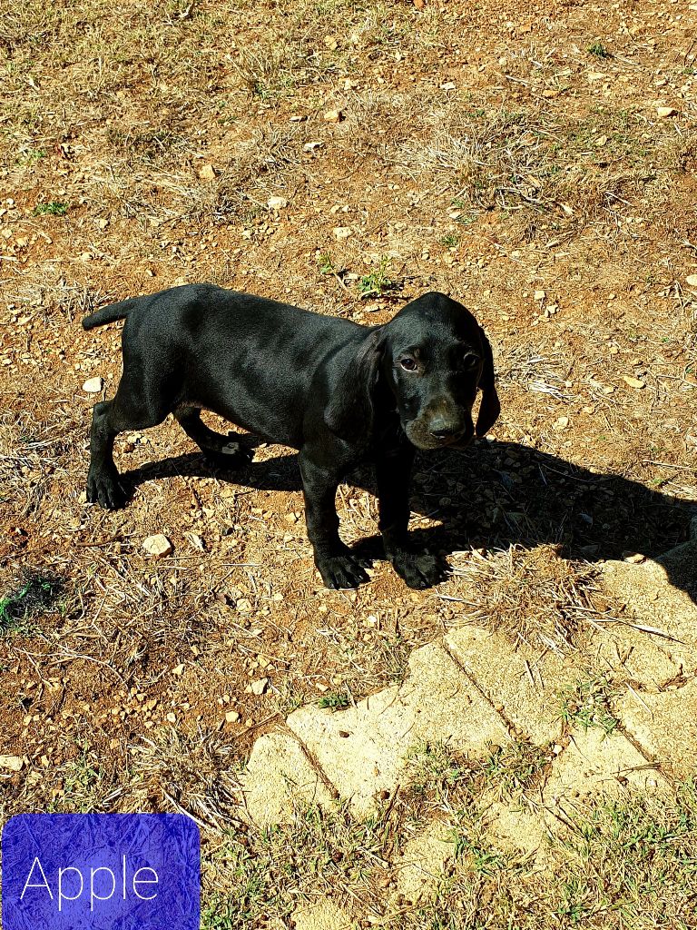 de l'etang du vert - Chiots disponibles - Braque allemand à poil court