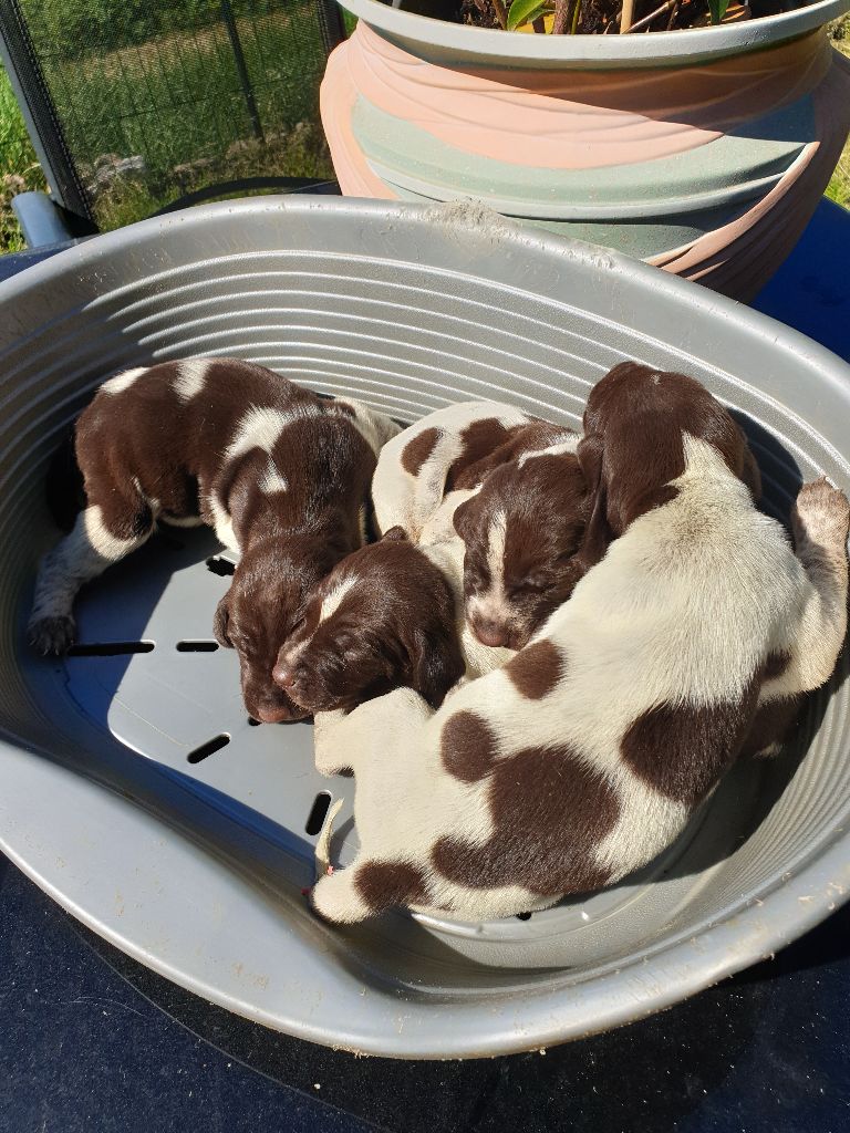 de l'etang du vert - Chiots disponibles - Braque allemand à poil court