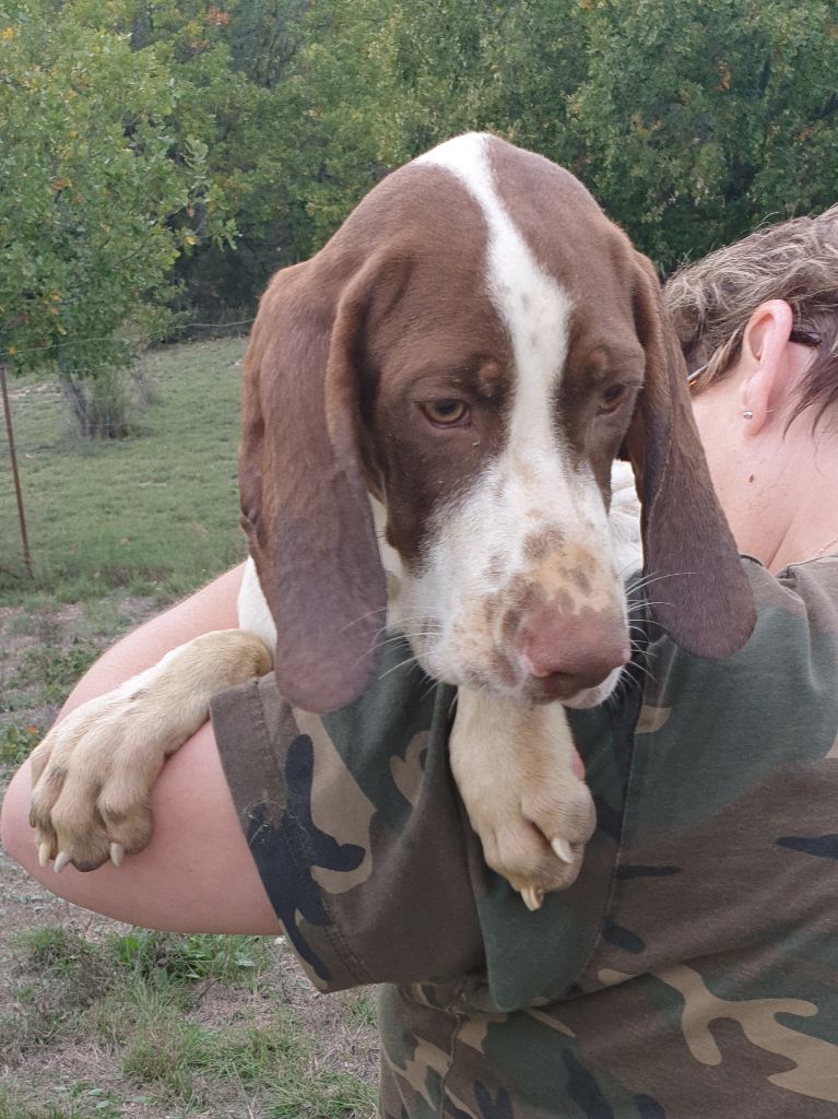 de l'etang du vert - Chiots disponibles - Braque français, type Pyrenees (petite taille)