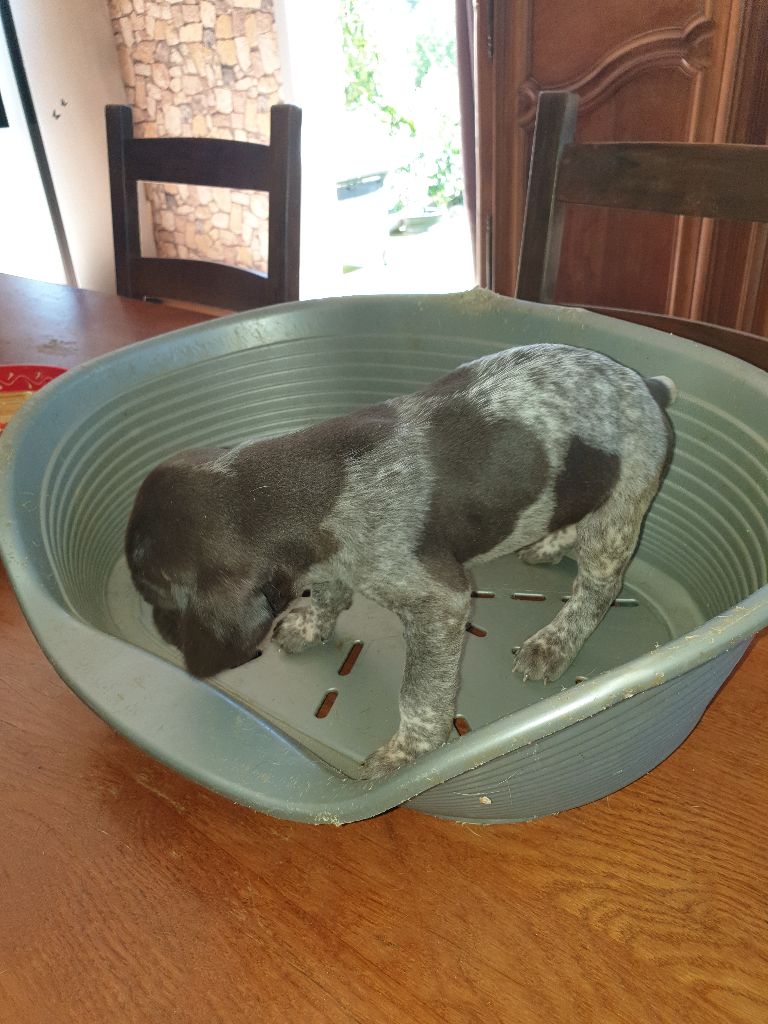 de l'etang du vert - Chiots disponibles - Braque allemand à poil court