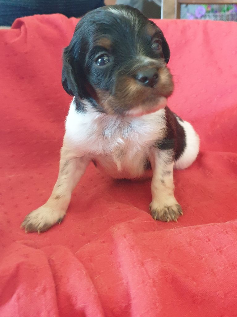 de l'etang du vert - Chiots disponibles - Epagneul Breton