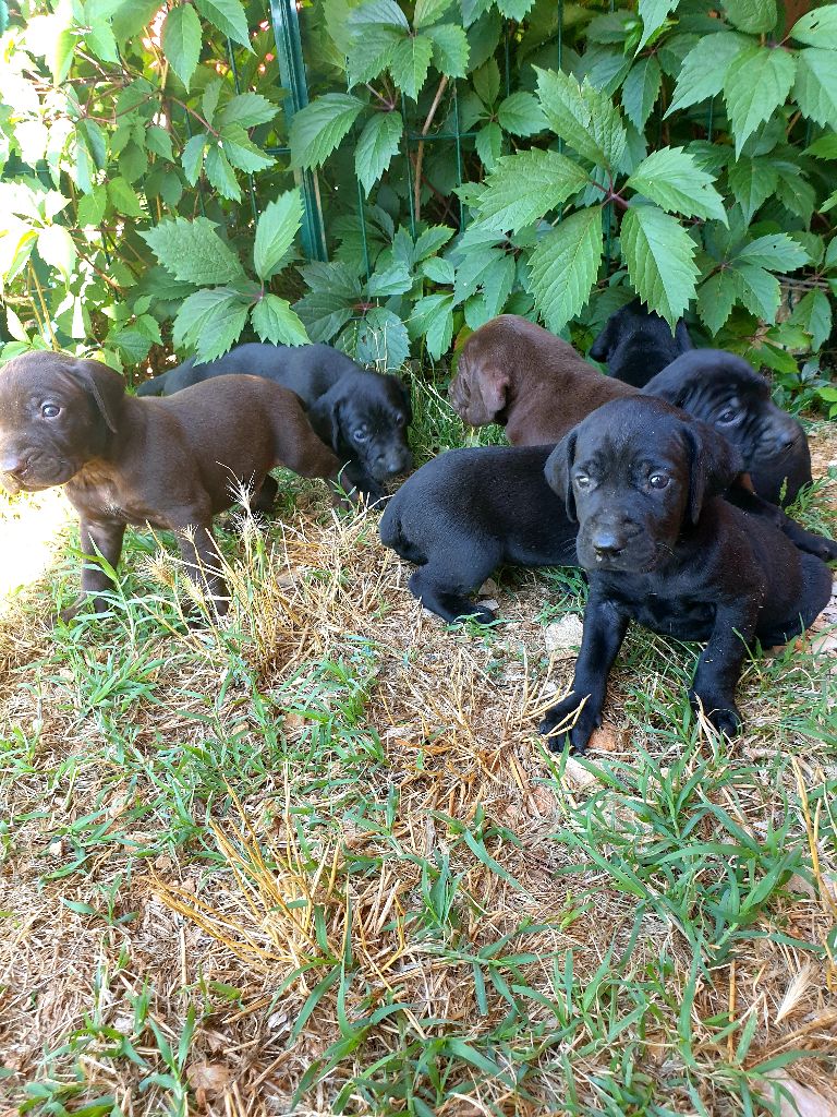de l'etang du vert - Chiots disponibles - Braque allemand à poil court