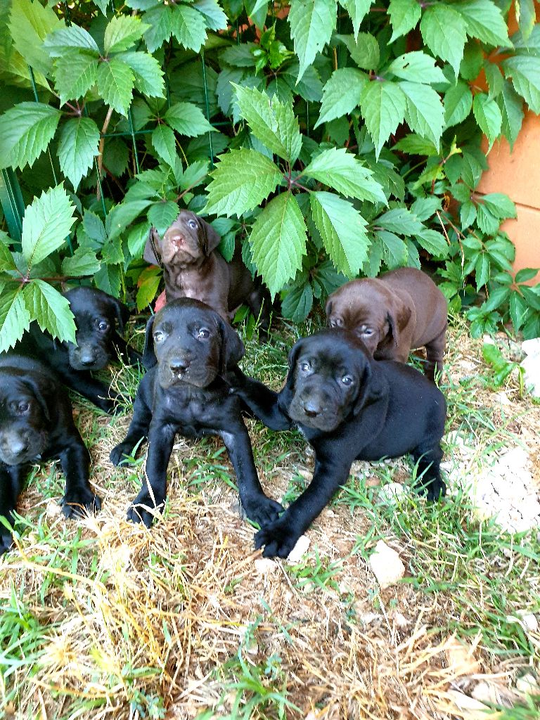 de l'etang du vert - Chiots disponibles - Braque allemand à poil court