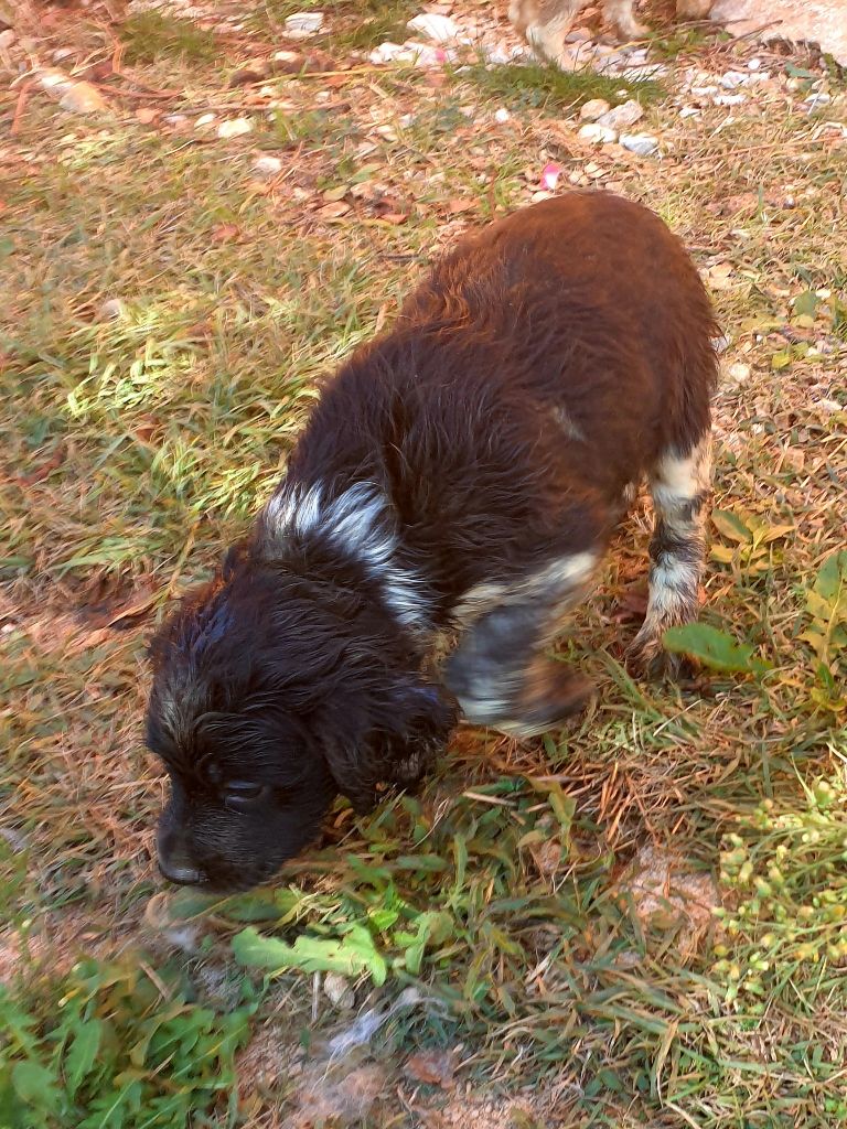 de l'etang du vert - Chiots disponibles - Epagneul Breton