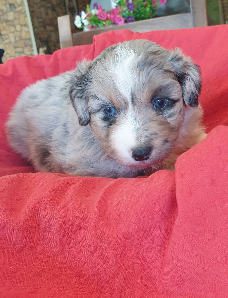 de l'etang du vert - Chiots disponibles - Berger Américain Miniature 