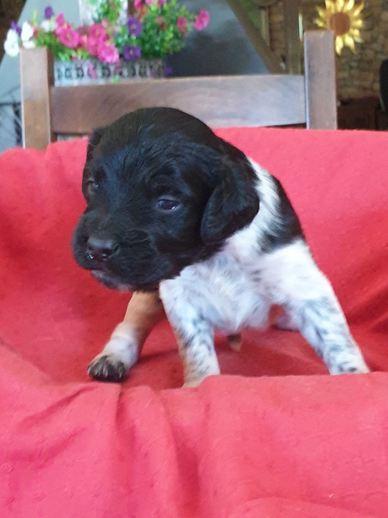 de l'etang du vert - Chiots disponibles - Epagneul Breton