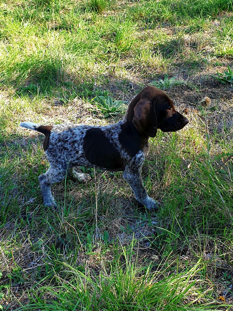 de l'etang du vert - Chiots disponibles - Braque allemand à poil court