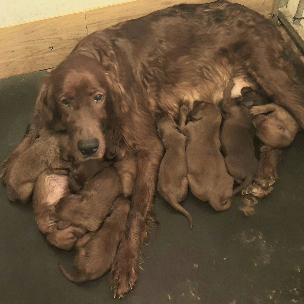 Chiot Setter irlandais rouge de l'etang du vert