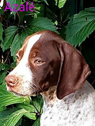de l'etang du vert - Chiots disponibles - Braque français, type Pyrenees (petite taille)