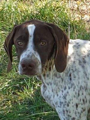 de l'etang du vert - Chiots disponibles - Braque français, type Pyrenees (petite taille)