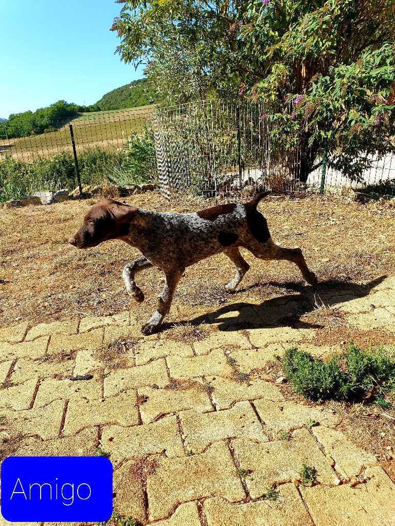 de l'etang du vert - Chiots disponibles - Braque allemand à poil court