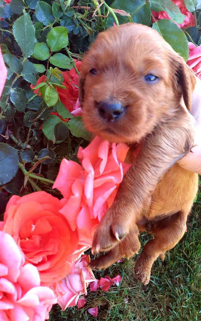 de l'etang du vert - Chiots disponibles - Setter irlandais rouge