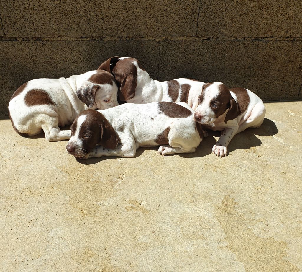 de l'etang du vert - Chiots disponibles - Braque français, type Pyrenees (petite taille)