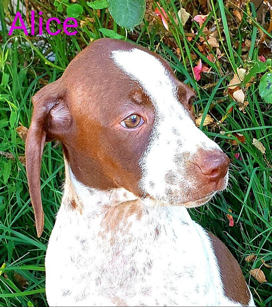 de l'etang du vert - Chiots disponibles - Braque français, type Pyrenees (petite taille)