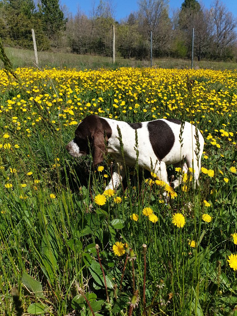 de l'etang du vert - Chiots disponibles - Braque français, type Pyrenees (petite taille)