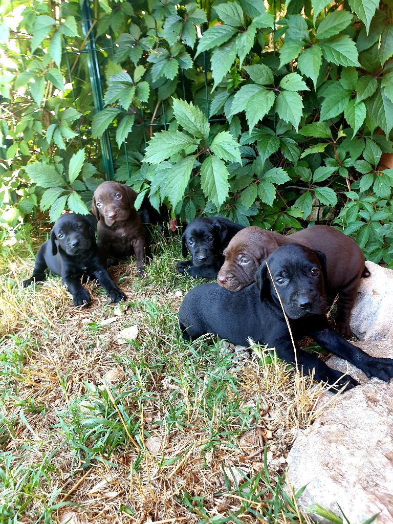 de l'etang du vert - Chiots disponibles - Braque allemand à poil court