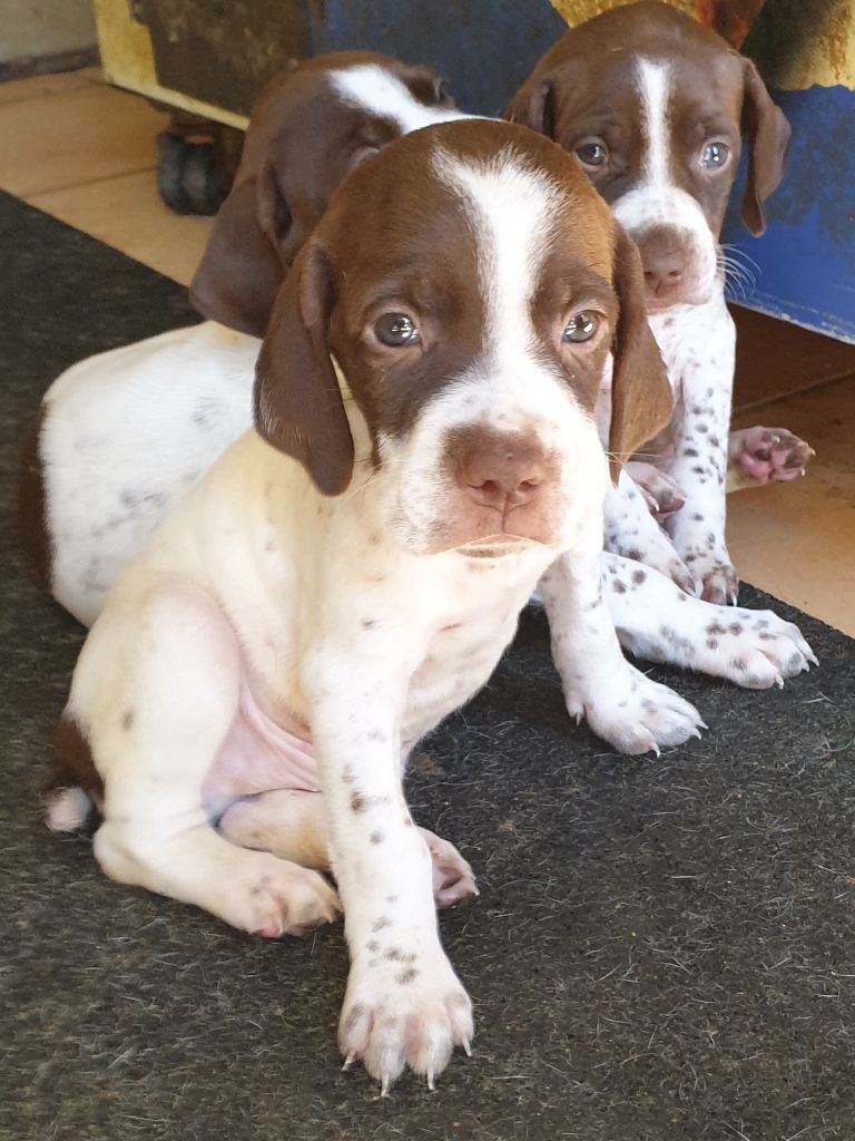 de l'etang du vert - Chiots disponibles - Braque français, type Pyrenees (petite taille)