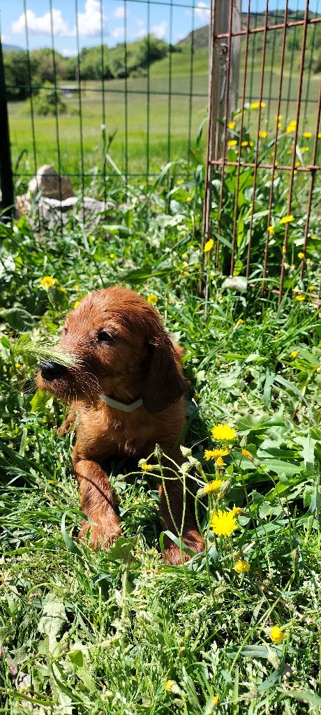 de l'etang du vert - Chiots disponibles - Setter irlandais rouge
