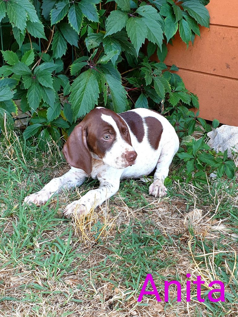 de l'etang du vert - Chiots disponibles - Braque français, type Pyrenees (petite taille)