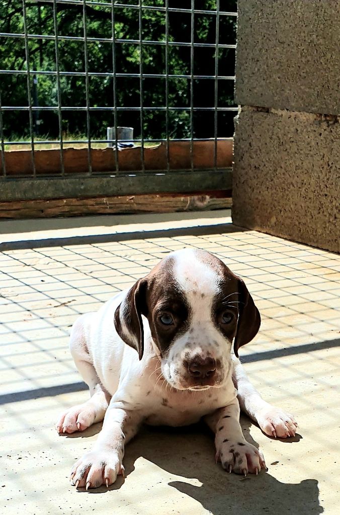 de l'etang du vert - Chiots disponibles - Braque français, type Pyrenees (petite taille)