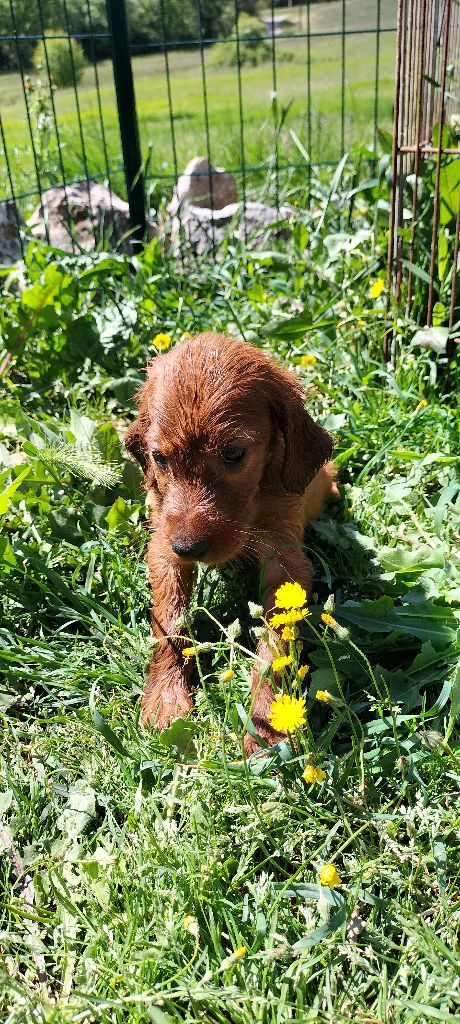 de l'etang du vert - Chiots disponibles - Setter irlandais rouge