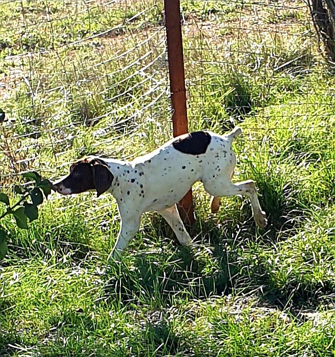 de l'etang du vert - Chiots disponibles - Braque français, type Pyrenees (petite taille)
