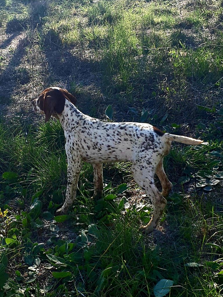 de l'etang du vert - Chiots disponibles - Braque français, type Pyrenees (petite taille)