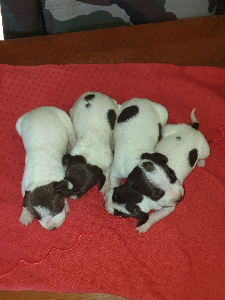 de l'etang du vert - Chiots disponibles - Braque français, type Pyrenees (petite taille)