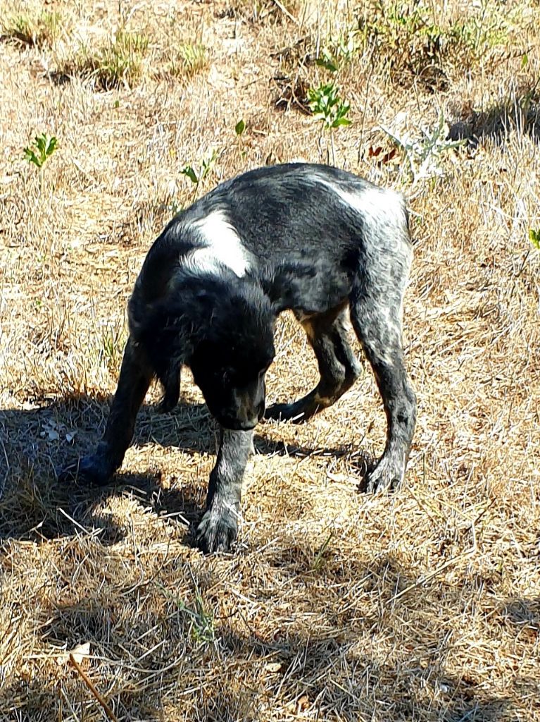 de l'etang du vert - Chiots disponibles - Epagneul Breton
