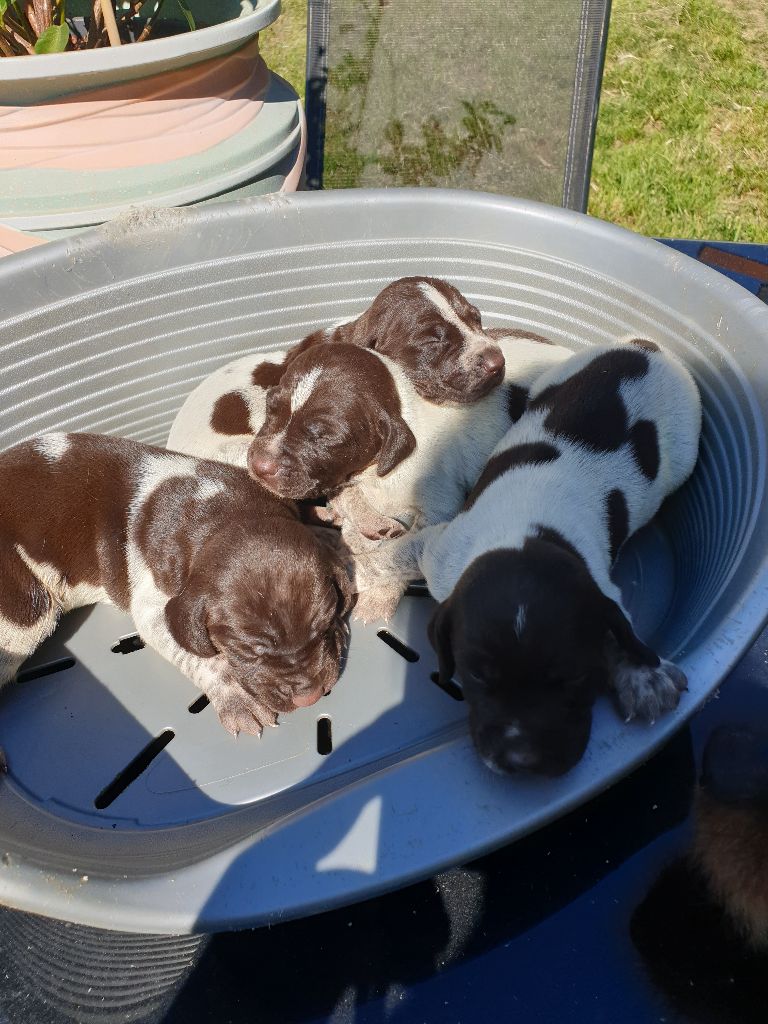 de l'etang du vert - Chiots disponibles - Braque allemand à poil court
