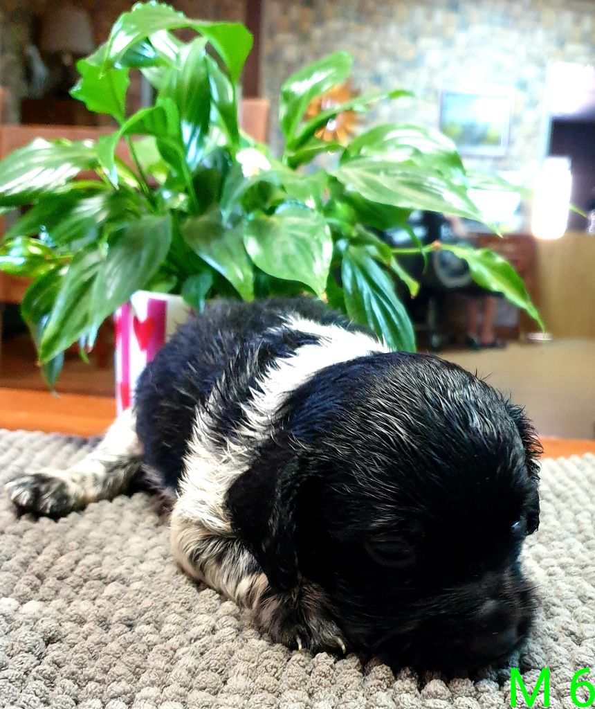de l'etang du vert - Chiots disponibles - Epagneul Breton