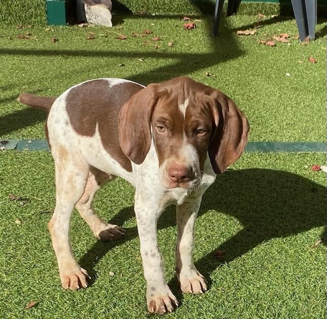 de l'etang du vert - Chiots disponibles - Braque français, type Pyrenees (petite taille)