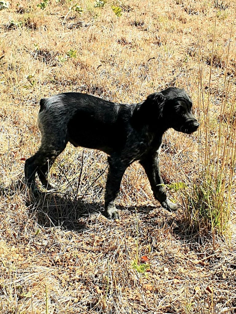 de l'etang du vert - Chiots disponibles - Epagneul Breton