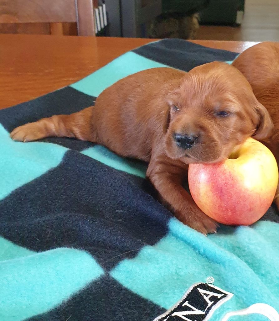 de l'etang du vert - Chiots disponibles - Setter irlandais rouge