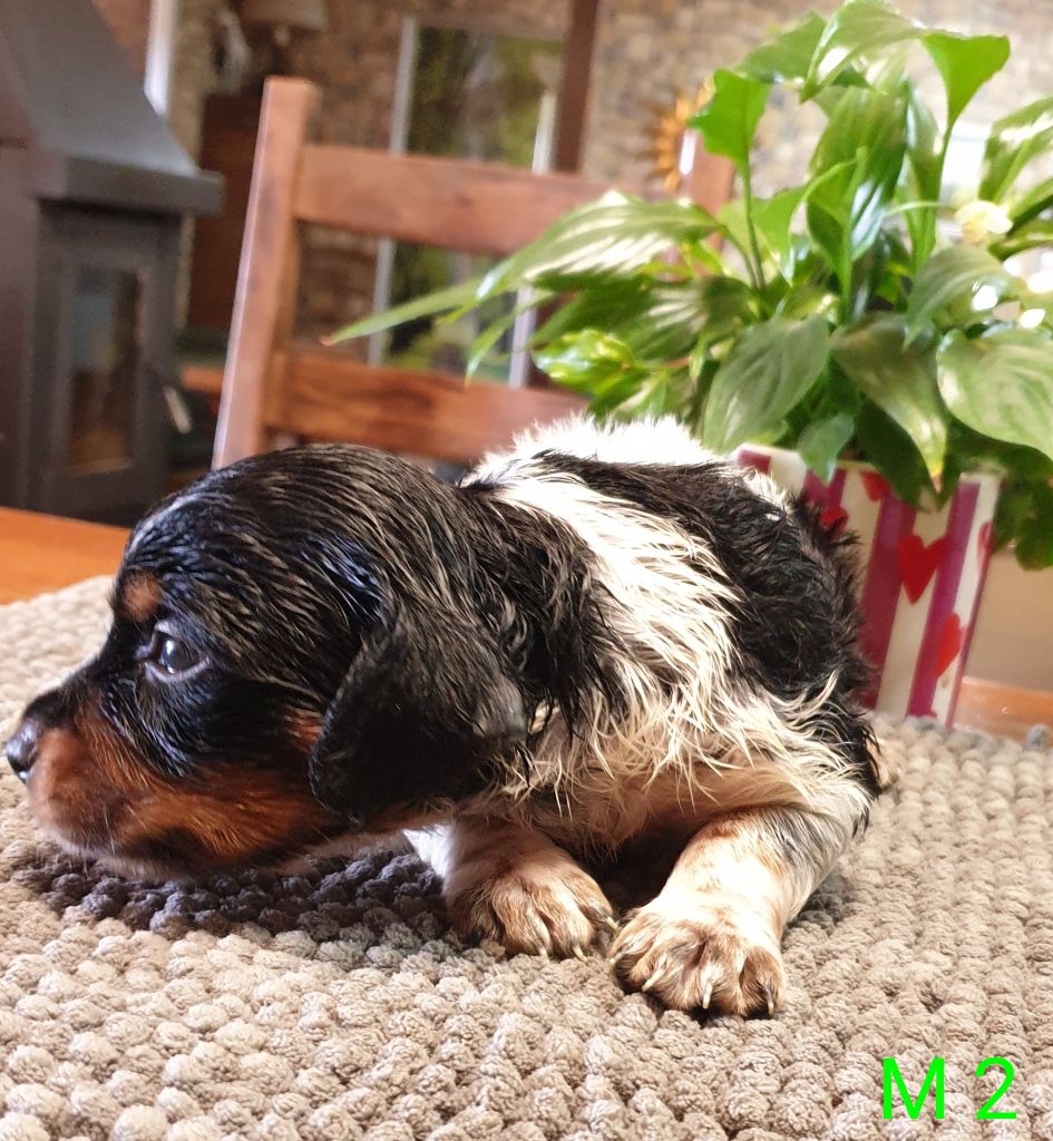 de l'etang du vert - Chiots disponibles - Epagneul Breton