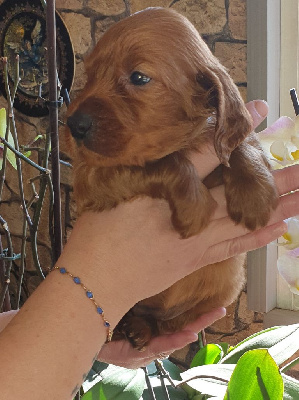 CHIOT
