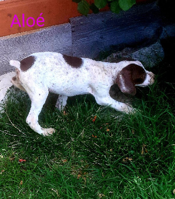 ALOE