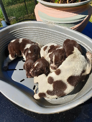 CHIOT 1