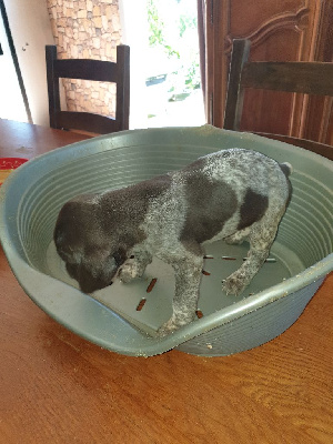 CHIOT 1
