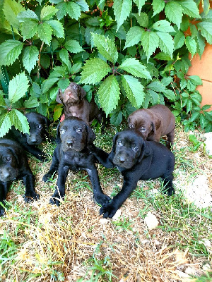 CHIOT 3