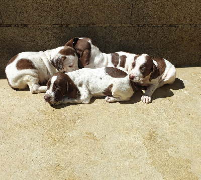 CHIOT 4