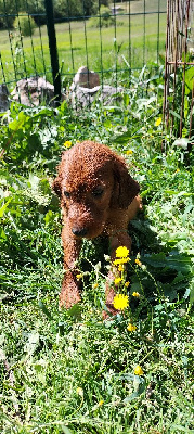CHIOT