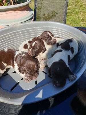CHIOT 2