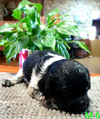 CHIOT 6